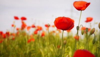 Comment conserver un bouquet de coquelicots longtemps