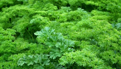 Comment faire pousser du persil plus rapidement ?