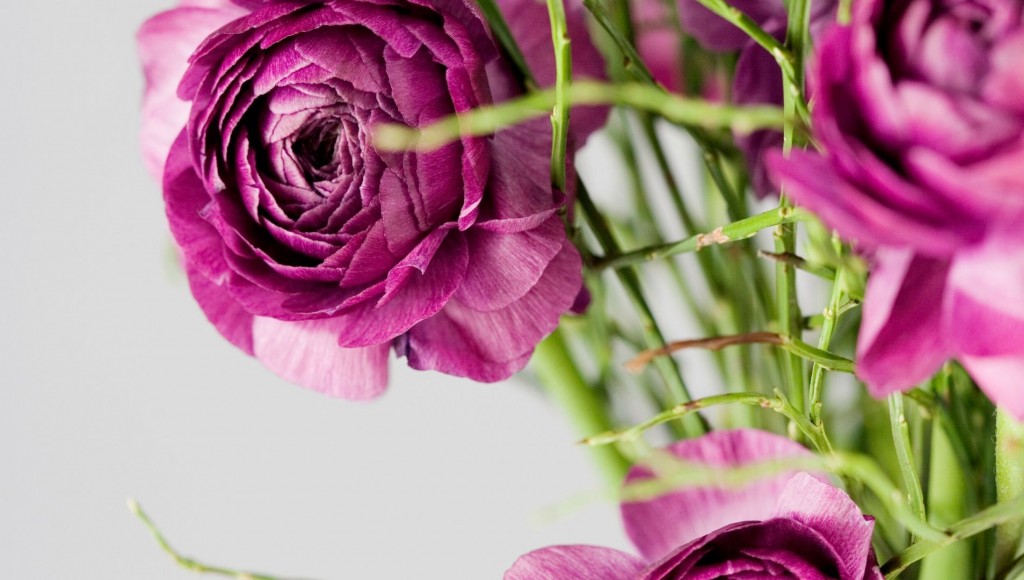 Comment faire refleurir un saint-paulia ?
