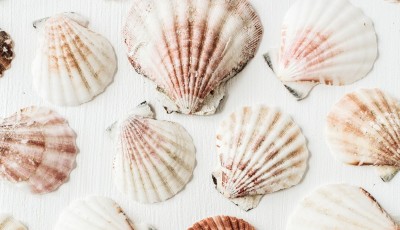 Comment nettoyer et faire briller des coquillages ou de la nacre ?