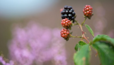 Comment se débarrasser naturellement des ronces ?