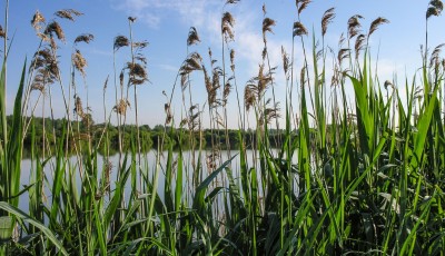 Comment supprimer les roseaux d\'un étang ?