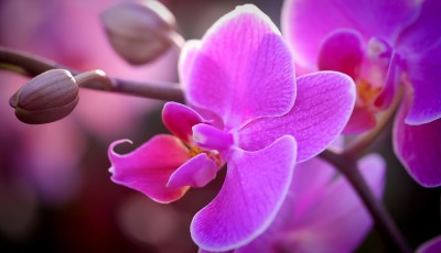 Engrais naturel pour orchidées et plantes vertes