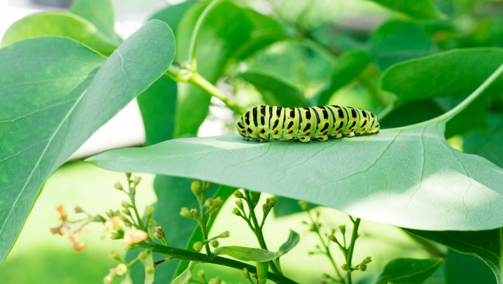 Préserver les arbres et le jardin des chenilles - Astuce d\'autrefois