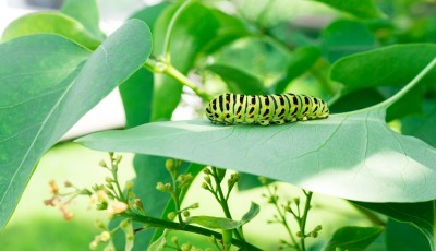 Préserver les arbres et le jardin des chenilles - Astuce d\'autrefois