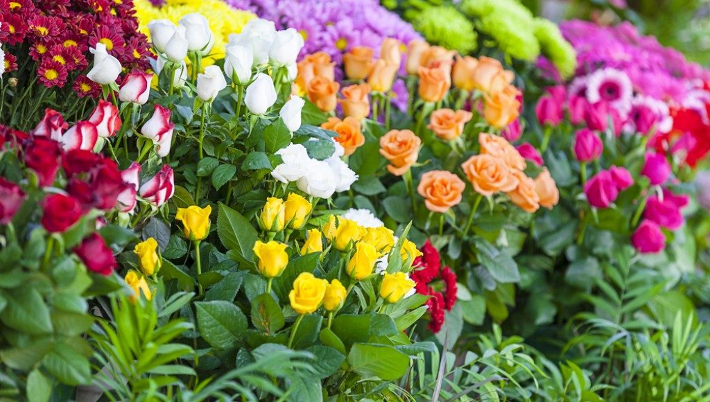 Avoir des roses de toutes couleurs - Astuce d\'autrefois