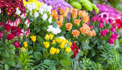 Avoir des roses de toutes couleurs - Astuce d\'autrefois