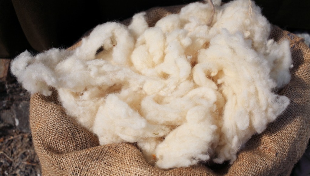 Nettoyer et conserver les laines, plumes et duvets - Astuces du 19ème siècle