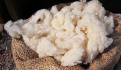 Nettoyer et conserver les laines, plumes et duvets - Astuces du 19ème siècle