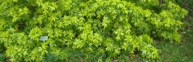 Bouturage et Multiplication des arbres et arbustes