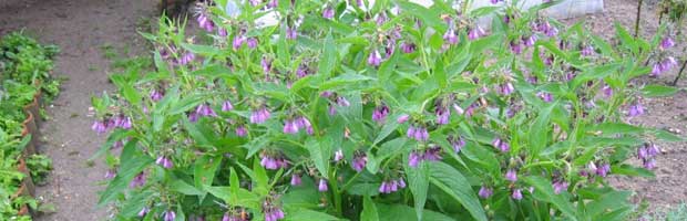 Engrais naturel pour le jardin