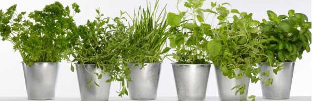 Le séchage des plantes aromatiques