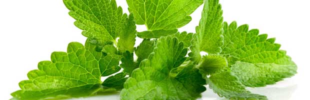 Comment cultiver et récolter la menthe