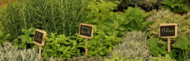 Conseils pour la multiplication des plantes aromatiques