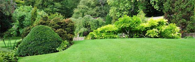 Engrais naturel pour la pelouse