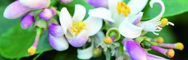 Savonnettes au Néroli