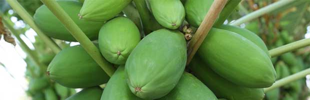 Lotion exfoliante à la papaye