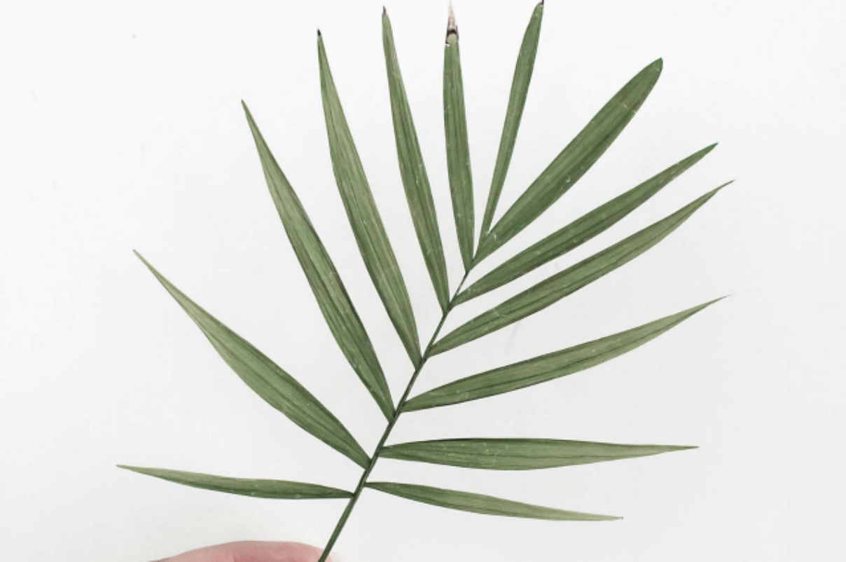 Servilleta diy con una hoja de palmera