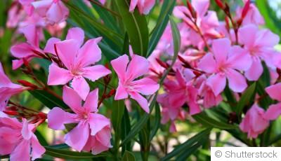 Bouture de laurier rose : quand et comment bouturer un laurier rose ?