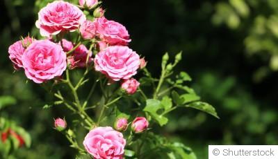 Bouture de rosier : quand et comment bouturer un rosier ?