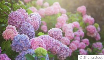 Bouture d\'hortensia : quand et comment bouturer un hortensia ?