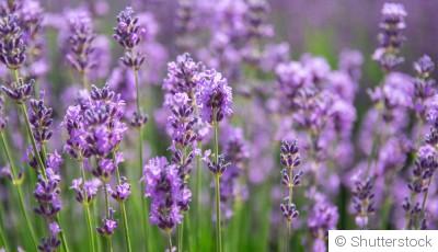 Bouture de lavande : quand et comment bouturer une lavande ?