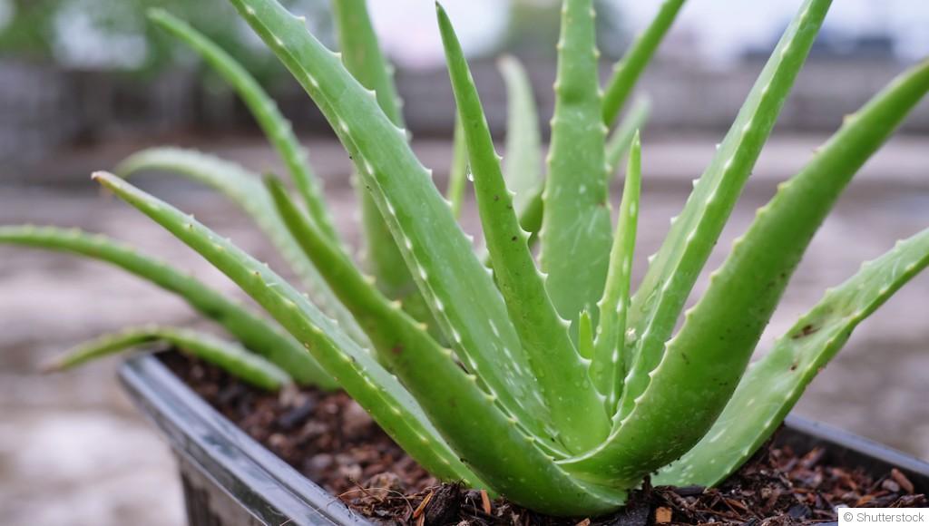 Comment entretenir un aloe vera à l\'intérieur ?