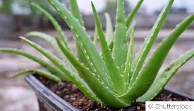 Comment entretenir un aloe vera à l\'intérieur ?