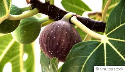 Bouture de figuier : quand et comment bouturer un figuier ?