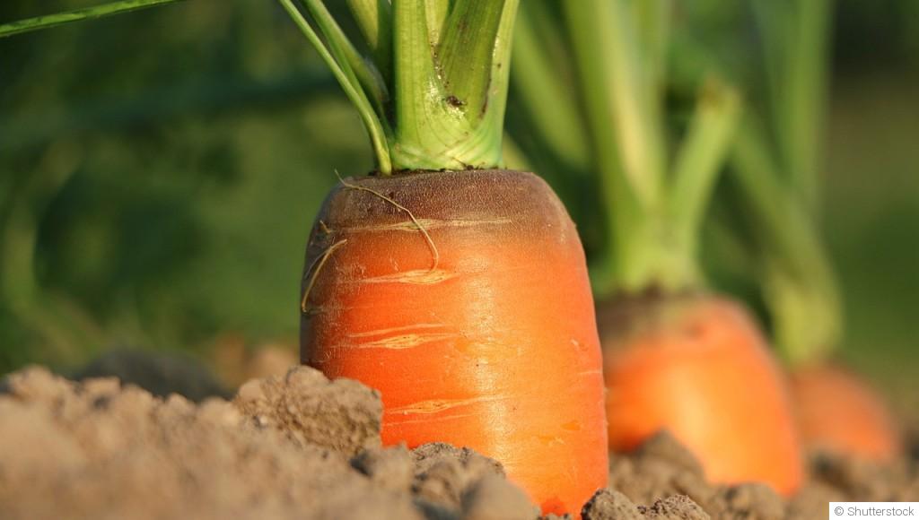 Conseils et instructions pour planter des carottes ?
