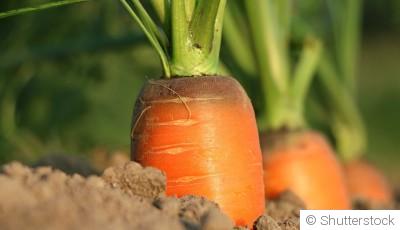 Conseils et instructions pour planter des carottes ?