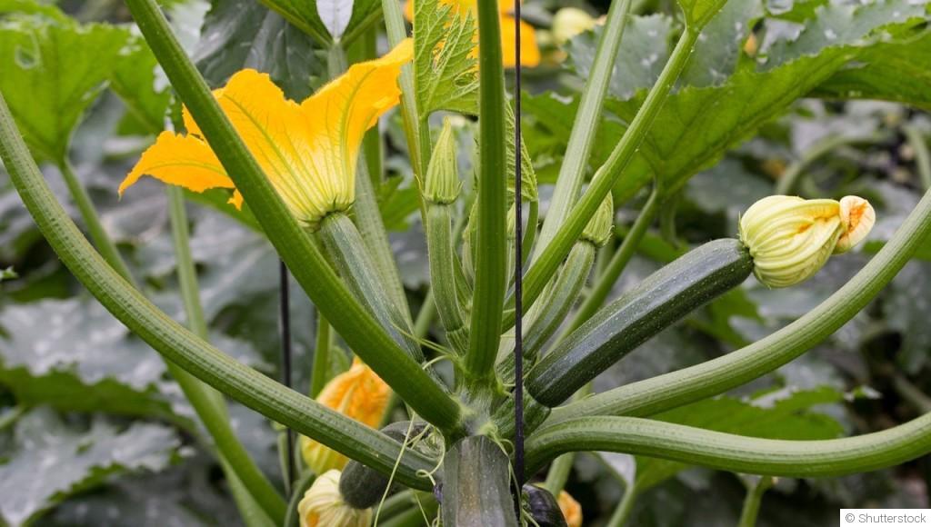 Comment planter et obtenir des courgettes ?