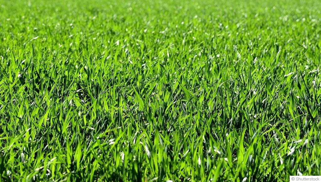 Comment obtenir et entretenir un beau gazon ?