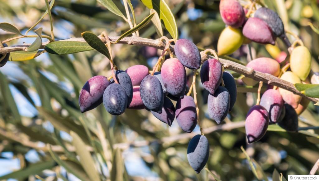 Bouture d\'olivier : quand et comment bouturer un olivier ?