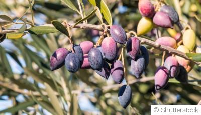 Bouture d\'olivier : quand et comment bouturer un olivier ?