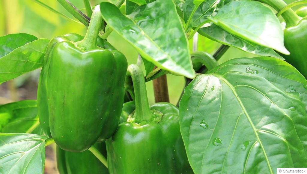 Planter et obtenir des beaux poivrons :