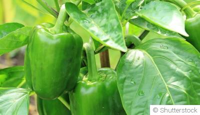 Planter et obtenir des beaux poivrons :