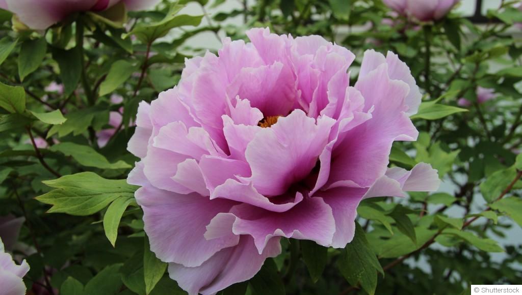 Conseils : 5 fleurs que nous recommandons de planter en Mai :