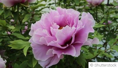 Conseils : 5 fleurs que nous recommandons de planter en Mai :