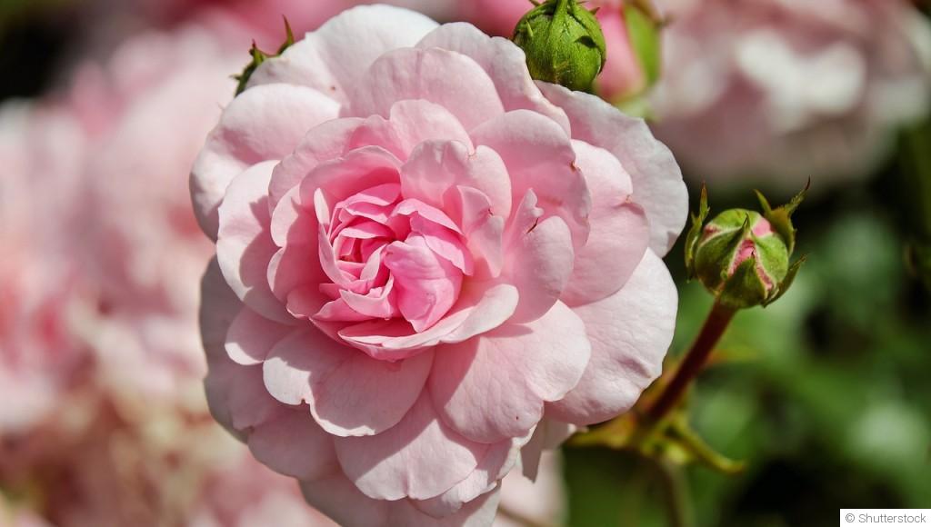 Comment entretenir un rosier ?