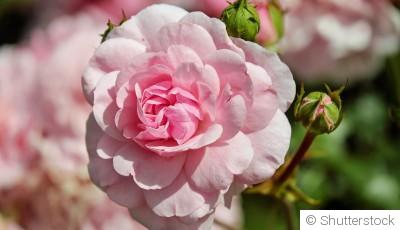 Comment entretenir un rosier ?