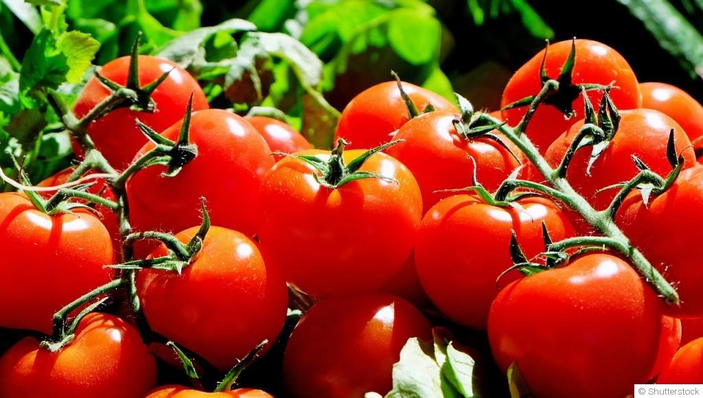 Comment planter des tomates et obtenir de belles récoltes ?