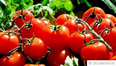 Comment planter des tomates et obtenir de belles récoltes ?