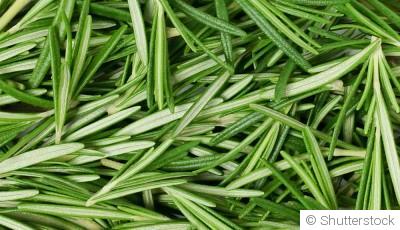 Bouture de romarin : quand et comment bouturer un romarin ?