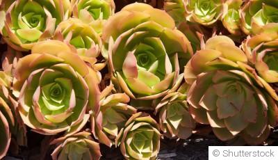 Bouture d\'aeonium : quand et comment bouturer un aeonium ?
