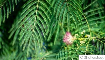 Bouture d\'albizia : quand et comment bouturer un albizia ?