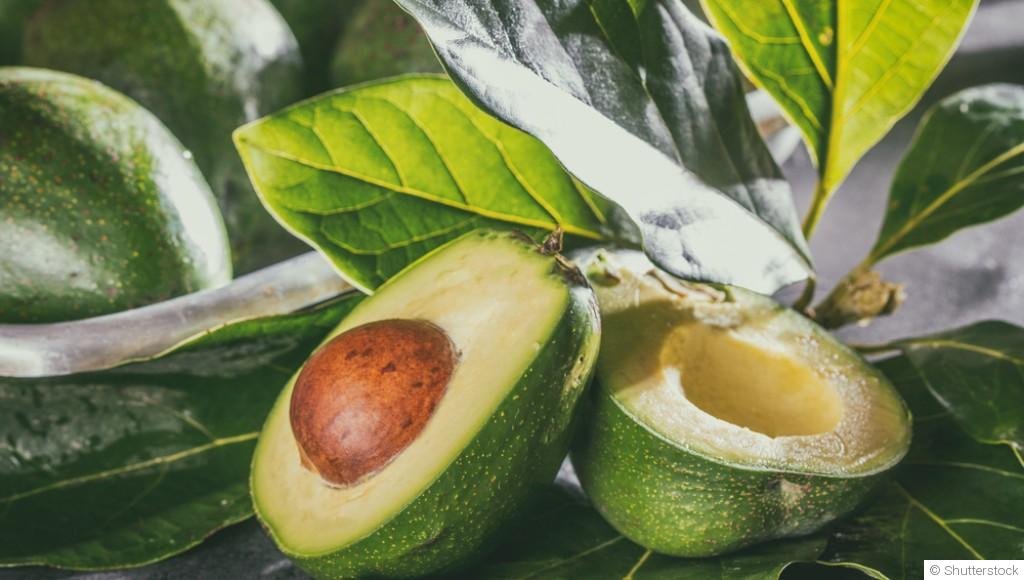 Bouture d\'avocatier : quand et comment bouturer un avocatier ?