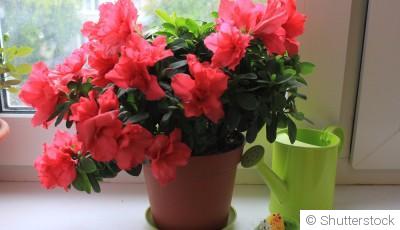 Bouture d\'azalée : quand et comment bouturer une azalée ?