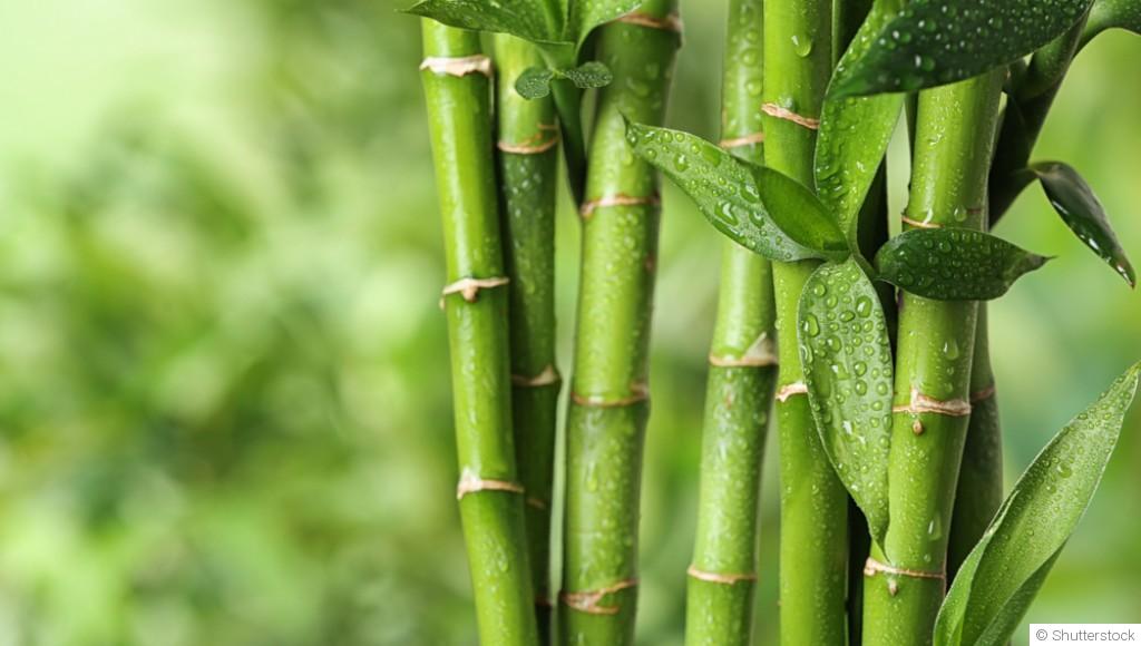 Bouture de bambou : quand et comment bouturer un bambou ?