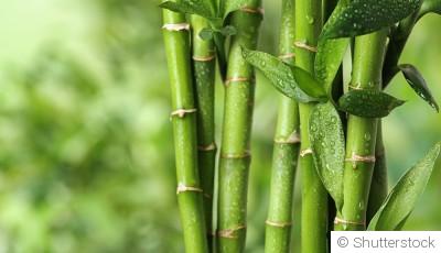 Bouture de bambou : quand et comment bouturer un bambou ?